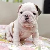 ブルドッグ【兵庫県・男の子・2025年6月9日・レッド&ホワイト】の写真5