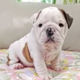 ブルドッグ【兵庫県・男の子・2025年6月9日・レッド&ホワイト】の写真2