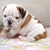 ブルドッグ【兵庫県・男の子・2025年6月9日・レッド&ホワイト】の写真3