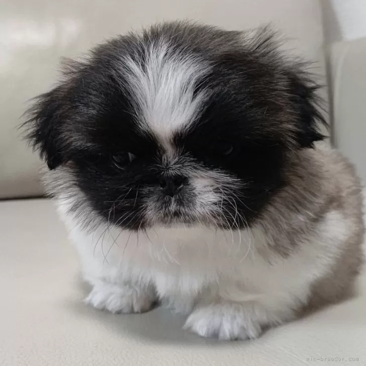 ID：2412-06642の子犬