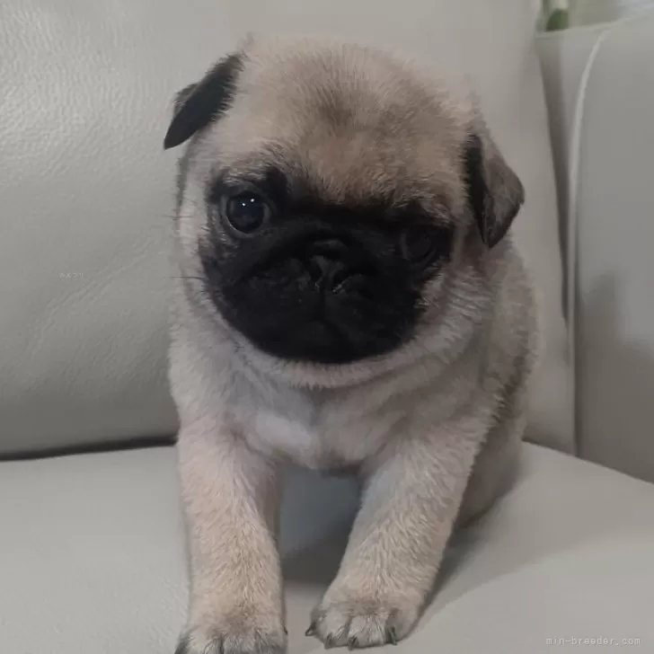 ID：2411-06533の子犬