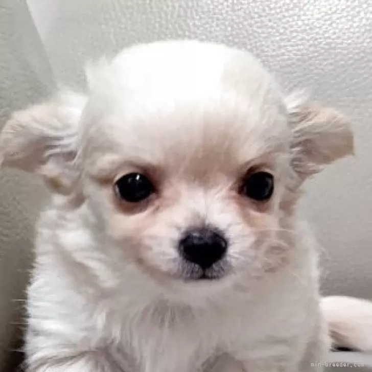 めい 様のお迎えした子犬