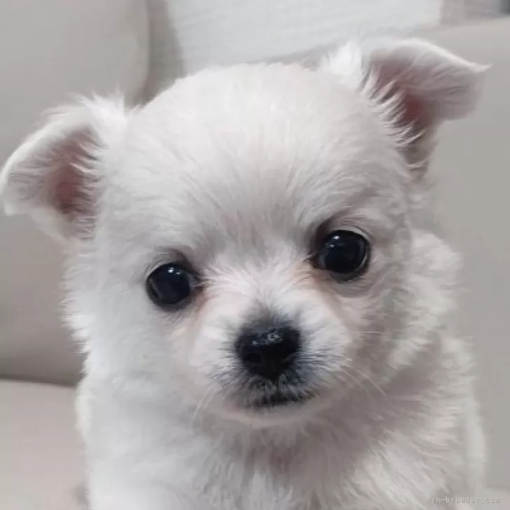 ぽつつん 様のお迎えした子犬