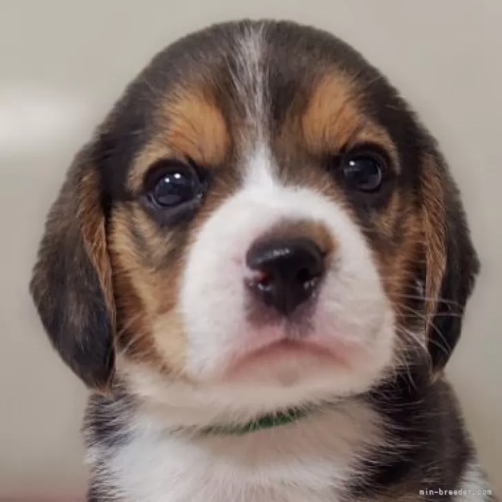キョンキョン 様のお迎えした子犬