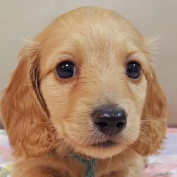 KO 様のお迎えした子犬