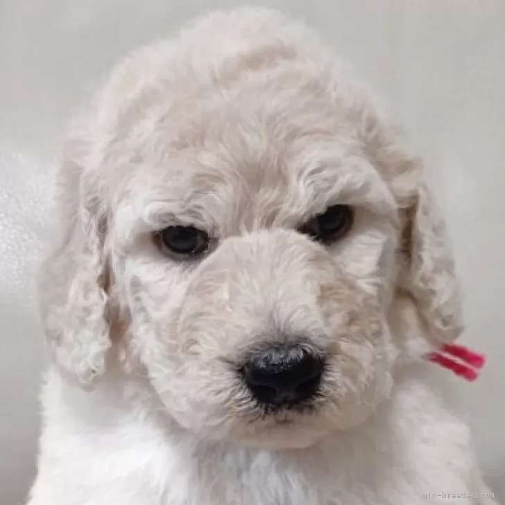 ID:2504-02061の子犬