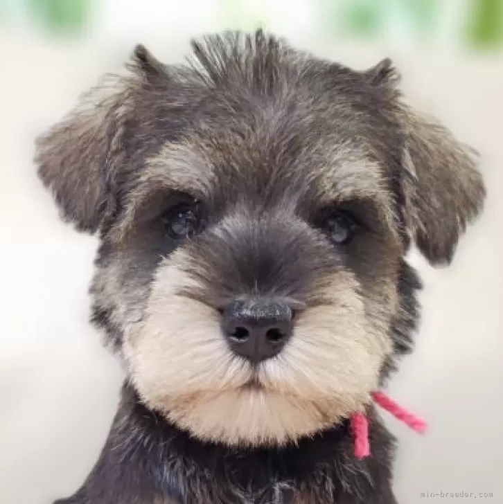 K.M 様のお迎えした子犬