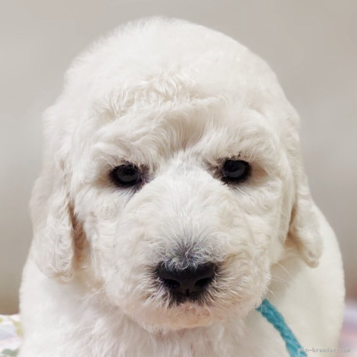 ブリーダー画像