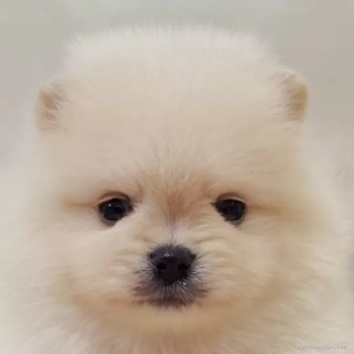 ポメラニアン【兵庫県・男の子・2025年9月28日・クリーム】の写真1