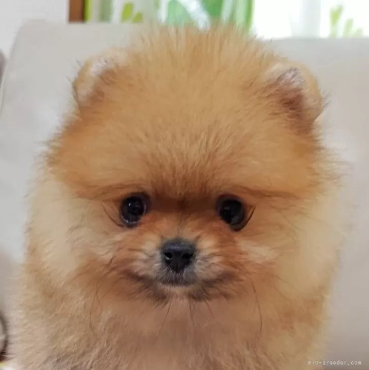 ID:2506-02313の子犬