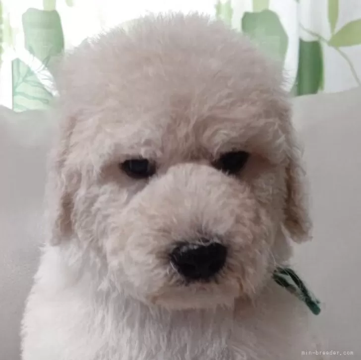 ID：2504-02057の子犬