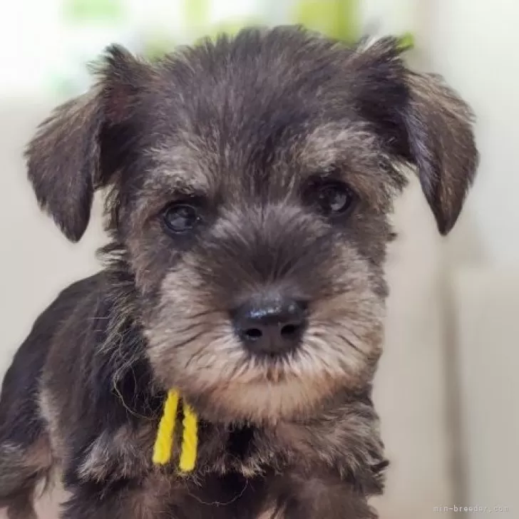 ID：2507-01985の子犬