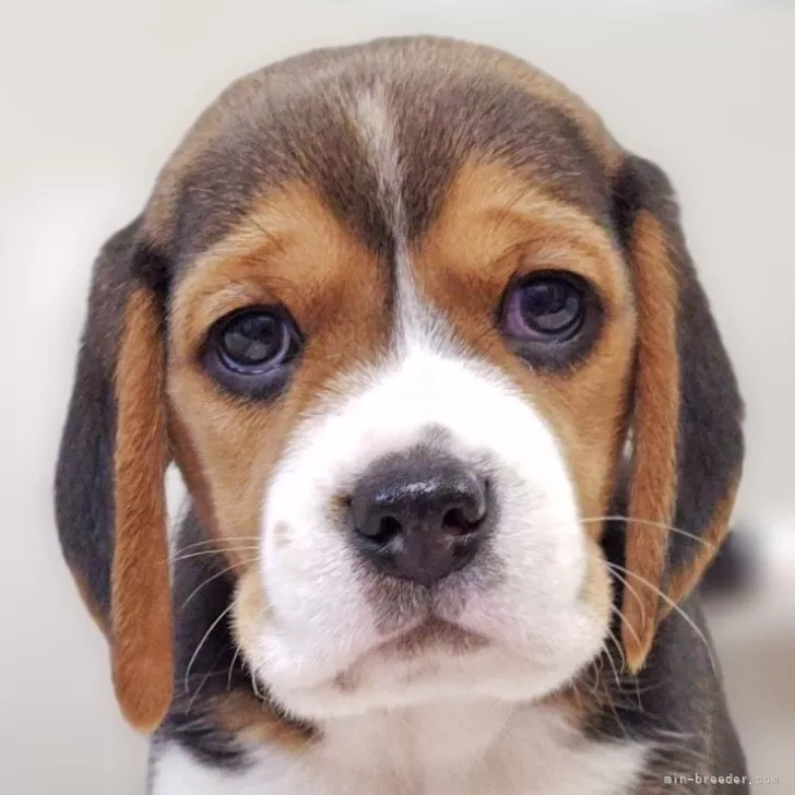 ビーグル【兵庫県・男の子・2025年10月2日・ブラックタン&amp;ホワイト】の写真1