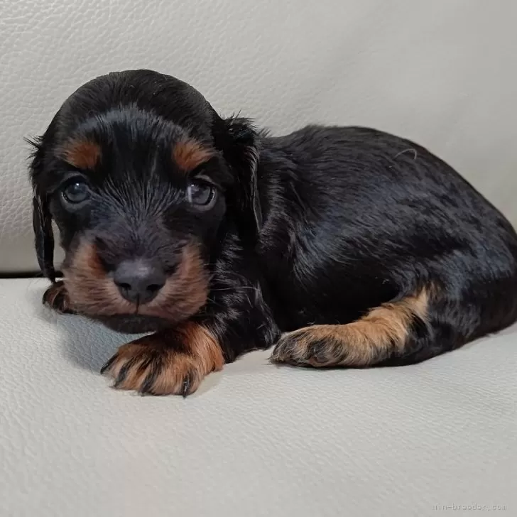A.T 様のお迎えした子犬
