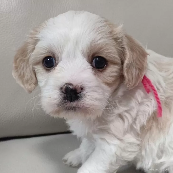 ID:2412-05757の子犬