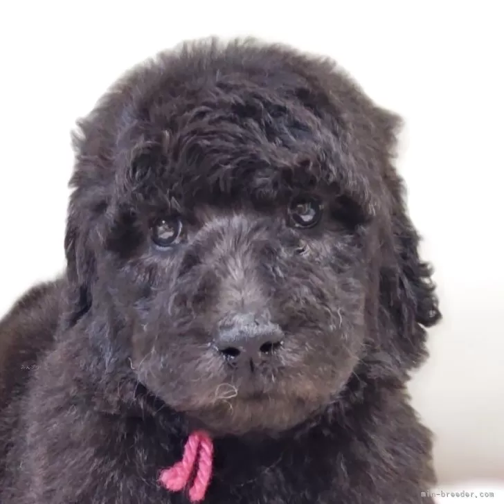 スタンダードプードル【兵庫県・女の子・2025年10月2日・グレー】の写真1