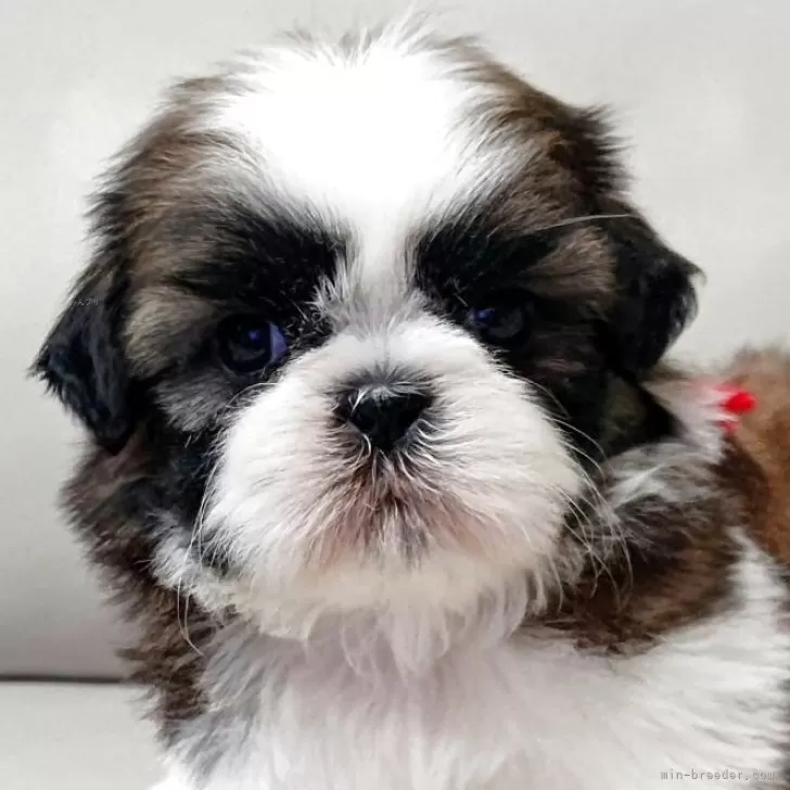 ID：2504-01610の子犬
