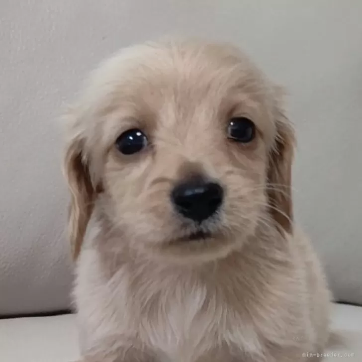 ID:2501-04702の子犬