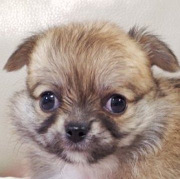 チワワ(ロング)【兵庫県・男の子・2025年9月9日・フォーン&ホワイト】の写真「シャイな男の子です(^^)」