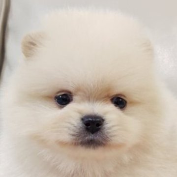 ポメラニアン【兵庫県・男の子・2025年9月28日・クリーム】の写真「しろくまくん🐻‍❄️②」