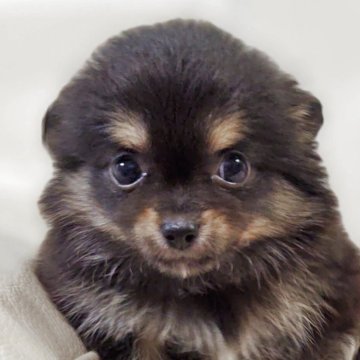 チワワ(ロング)【兵庫県・男の子・2025年10月1日・ブラッククリーム&ホワイト】の写真「とっても小さく元気な男の子です☆」