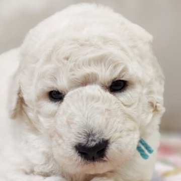 スタンダードプードル【兵庫県・男の子・2025年10月2日・ホワイト】の写真「青リボン🎀くん」