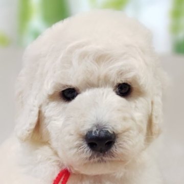スタンダードプードル【兵庫県・女の子・2025年10月2日・ホワイト】の写真「赤リボン🎀ちゃん」