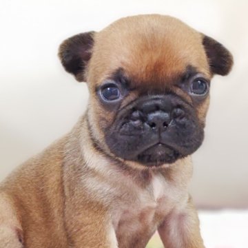 フレンチブルドッグ【兵庫県・女の子・2025年11月9日・フォーン(レッドフォーン)】の写真「ちょっと気が強めな女の子です♡」