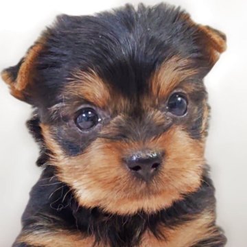 ヨークシャーテリア【兵庫県・男の子・2025年9月29日・スチールブルー&タン】の写真「青リボン🎀くん」