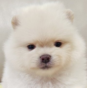 ポメラニアン【兵庫県・男の子・2025年9月28日・クリーム】の写真「しろくまくん🐻‍❄️③」