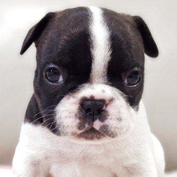 フレンチブルドッグ【兵庫県・女の子・2025年10月29日・パイド】の写真「黄リボン🎀ちゃん
柄のキレイな女の子です♡」