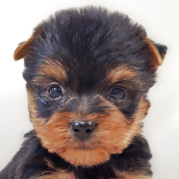 ヨークシャーテリア【兵庫県・男の子・2025年9月29日・スチールブルー&タン】の写真「緑リボン🎀くん」