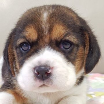 ビーグル【兵庫県・男の子・2025年10月2日・ブラックタン&ホワイト】の写真「緑リボン🎀くん」