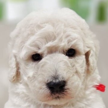 スタンダードプードル【兵庫県・女の子・2025年10月2日・ホワイト】の写真「赤リボン🎀ちゃん」