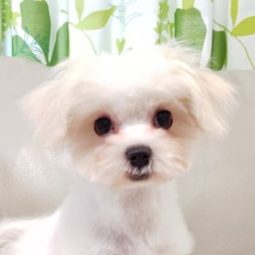 マルチーズ【兵庫県・女の子・2025年7月26日・ホワイト】の写真「元気いっぱいの女の子です♡」