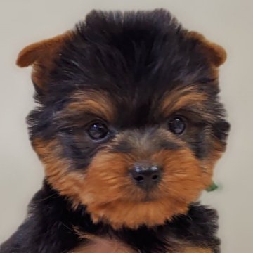 ヨークシャーテリア【兵庫県・男の子・2025年9月29日・スチールブルー&タン】の写真「緑リボン🎀くん」