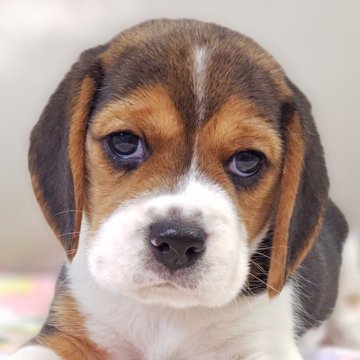 ビーグル【兵庫県・男の子・2025年10月2日・ブラックタン&ホワイト】の写真「緑リボン🎀くん」