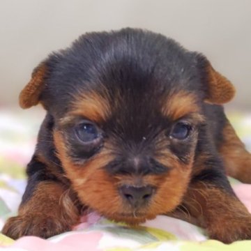 ヨークシャーテリア【兵庫県・女の子・2025年9月29日・スチールブルー&タン】の写真「小ぶりの女の子です♡」