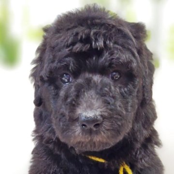 スタンダードプードル【兵庫県・女の子・2025年10月2日・グレー】の写真「黄色リボン🎀ちゃん」