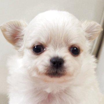 チワワ(ロング)【兵庫県・女の子・2025年10月1日・クリーム&ホワイト】の写真「とっても小さく元気な女の子です☆」