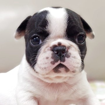 フレンチブルドッグ【兵庫県・女の子・2025年10月29日・パイド】の写真「ピンクリボン🎀
おでこの黒丸⚫️がCUTE♡」