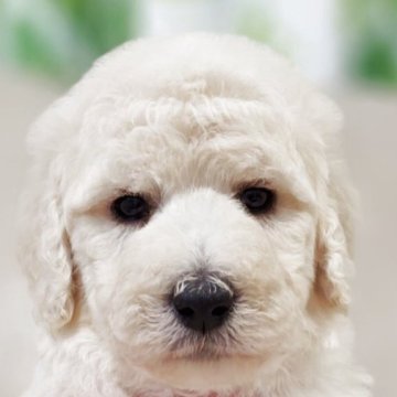 スタンダードプードル【兵庫県・女の子・2025年10月2日・ホワイト】の写真「ピンクリボン🎀ちゃん」