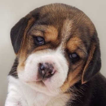 ビーグル【兵庫県・男の子・2025年10月2日・ブラックタン&ホワイト】の写真「青リボン🎀くん」