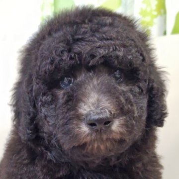 スタンダードプードル【兵庫県・女の子・2025年9月7日・グレー(シルバー)】の写真「１１月３日までの掲載となります。
控えめな女の子」