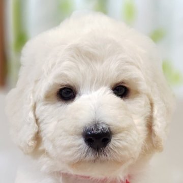 スタンダードプードル【兵庫県・女の子・2025年10月2日・ホワイト】の写真「ピンクリボン🎀ちゃん」