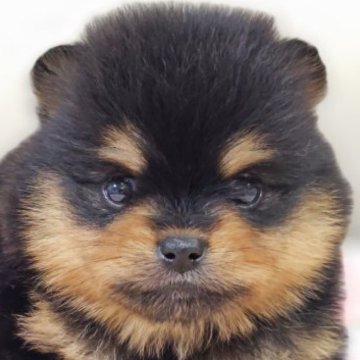 ポメラニアン【兵庫県・女の子・2025年9月28日・ブラック&タン】の写真「兄妹で唯一の女の子です♡」