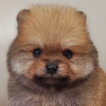 ポメラニアン【兵庫県・男の子・2025年5月5日・オレンジセーブル】の写真「唯一の男の子です。
小さくて可愛い子♡」
