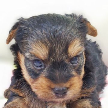 ヨークシャーテリア【兵庫県・男の子・2025年9月30日・スチールブルー&タン】の写真「小ぶりサイズの男の子です☆」