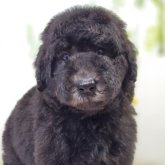 スタンダードプードル