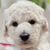 スタンダードプードル